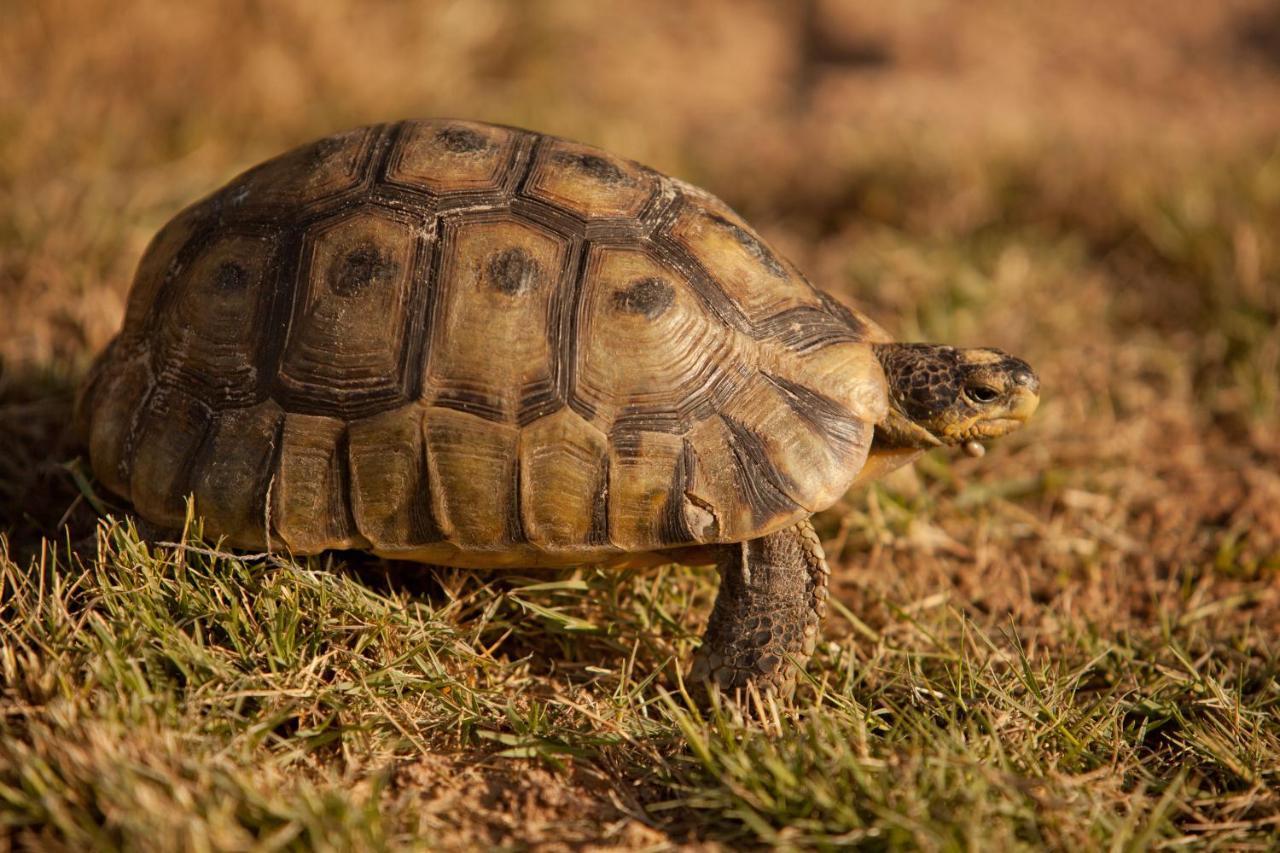 Tortoise Trail Lodge ランゲバーン エクステリア 写真