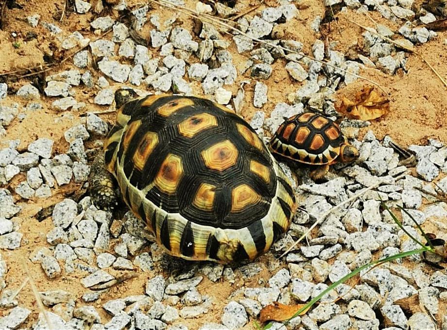 Tortoise Trail Lodge ランゲバーン エクステリア 写真